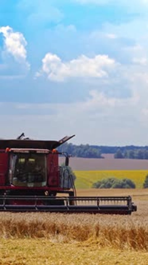 Front view of combine harvesting wheat. Modern agricultural machine working on the golden field
