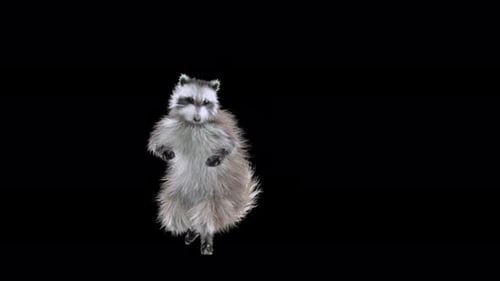 Dancing Raccoon Funny Character Seamless Loop Animation
