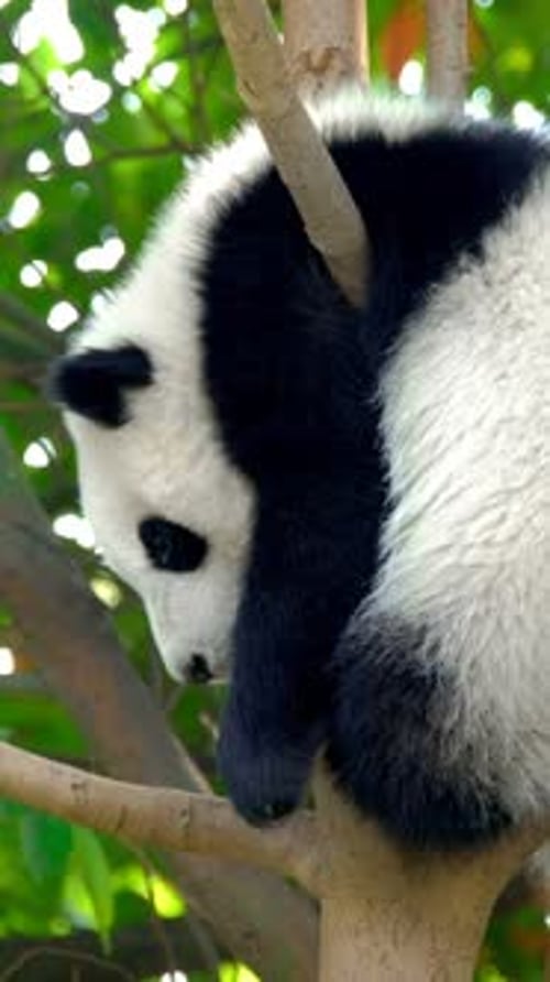 Cute Panda Cub Resting Comfortably in Tree