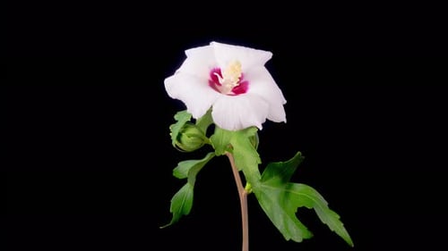 White Flower Blossoms in a Time Lapse