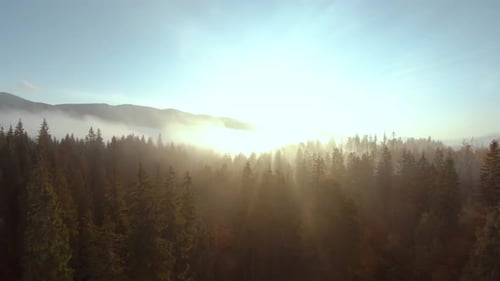 Aerial View of a Bright Autumn Forest on the Slopes of the Mountains in the Fog