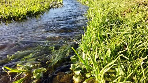 Flowing Fresh Water with Green Plants and Mosses Inside