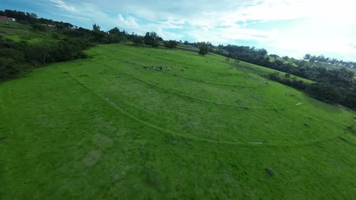 Livestock Animals at Countryside in Rural Scene Aerial View.