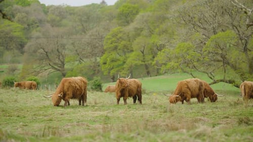 Herd of Traditional Scottish Highland Cows Grazing in Green Grassland