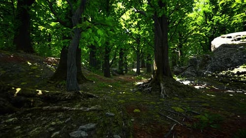 A Scenic Forest Path Surrounded By Towering Trees