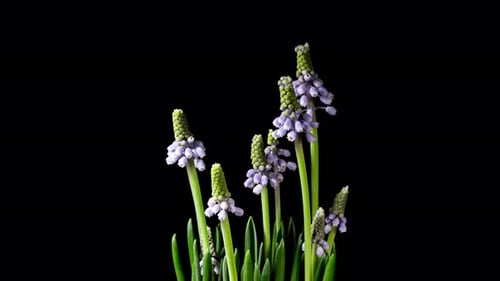 Grape Hyacinth Flowers Blooming on Black Background