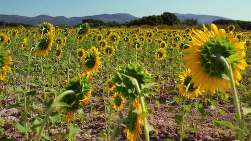 Field of Yellow Sunflowers in Full Bloom