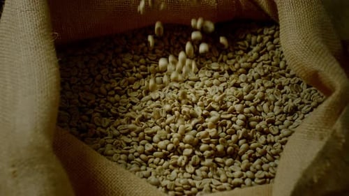 Pale Coffee Beans Pouring Into Burlap Bag