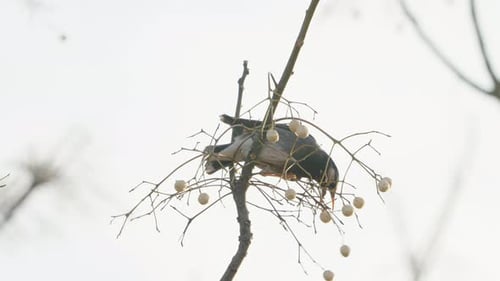Weißwangenstar versucht in Tokio, Japan, Obst von einem Baum zu essen - Nahaufnahme