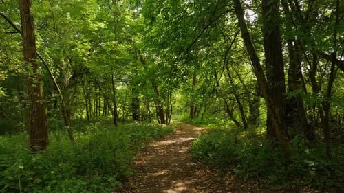 POV View of the Trail in the Green Forest