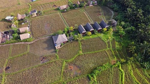 Farm Hotel Huts Amid Rural Fields and Tropical Nature of Ubud Bali, Drone View