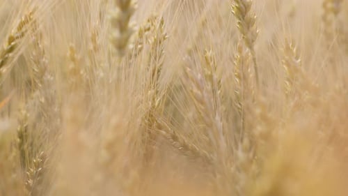Wheat Field Ears of Wheat Swaying From the Gentle Wind