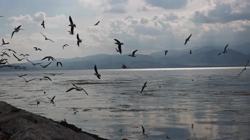 Tier Vogel Möwen fliegen in der Natur 9