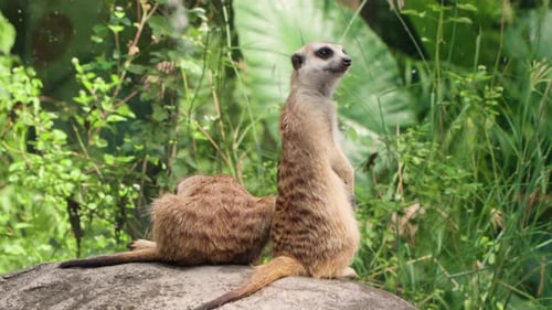 Alert Meerkat Mungo im Wald von Bali — Safari- und Meerespark in Siangan, Indonesien. Nahaufnahme