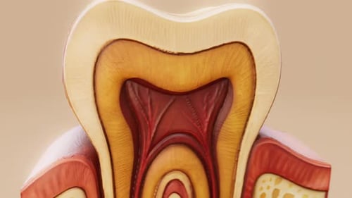 Conceptual 3D animation of a human tooth anatomy