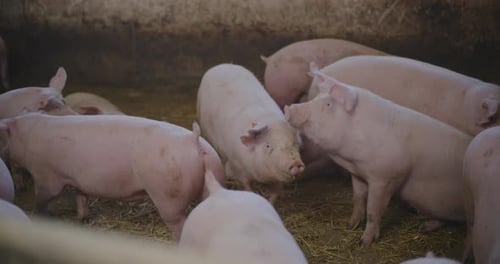 Swine Pigs Husbandry Modern Pig Farm Livestock Farm Pork Production