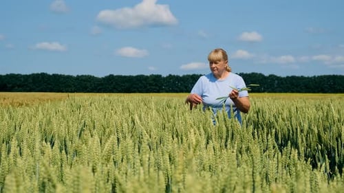 a Farmer Walks Through a Wheat Field Selective Focus