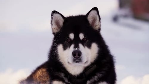 Husky Dog Relaxing in the Snowy Landscape