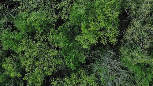 Woods Tops Background Forest Trees Crowns