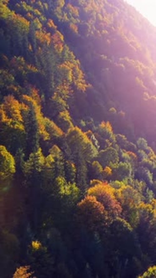 Uma paisagem florestal de outono deslumbrante e colorida com folhagem vibrante na natureza