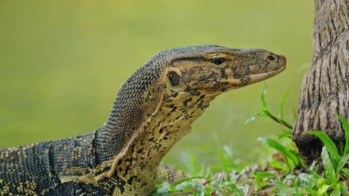 Asian Water Monitor Lizard Near Tree Trunk in Lumphini Park Bangkok Exotic Reptile Wildlife Portrait