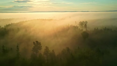 Drone shot of a golden color sunrise in a pine tree forest with mist and fog, circling