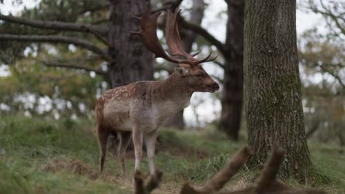 European fallow deer stag with antlers bellowing in forest during rutting season