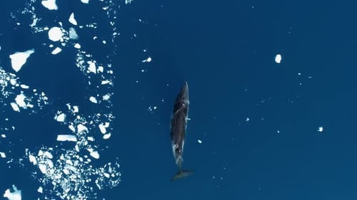 Whale Swimming in Frigid Waters with Icebergs, Aerial