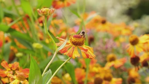 Honey Bee Covered with Yellow Pollen Drink Nectar Pollinating Flower Inspirational Natural Floral