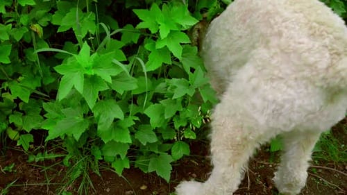 White Dog Sniffing. Smart Dog Searching Something in Garden Bush. Lovely Dog