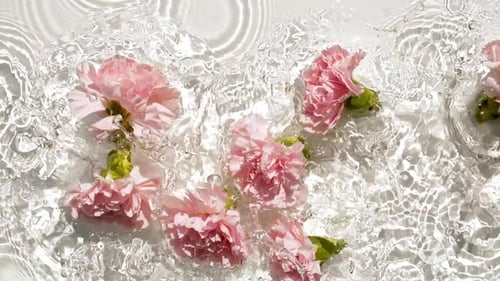 Slow Motion of Falling Pink Carnation Flowers on Water Surface and Diverging Circles of Water on