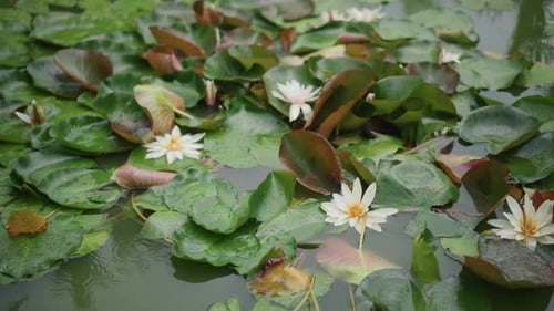 Tranquil Wetland Scene Featuring Floating Lilies and Gentle Sunlight Closeup View of Peaceful Pond