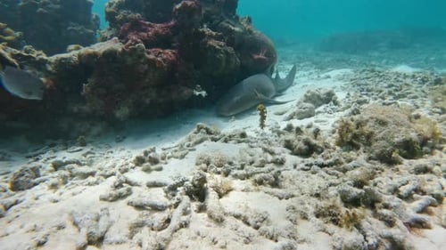 Nurse shark hiding under a rock on a nice shallow reef in the Caribbean. 4K