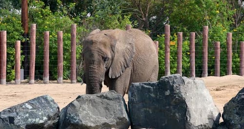 Close-Up of an Elephant in a Safari Setting