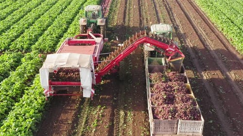 Sugar Beet root Harvesting process, Early morning aerial follow footage.