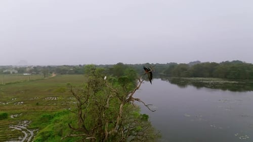 Semi-orbite d'oiseaux perchés sur un arbre sec au-dessus d'un lac au Sri Lanka