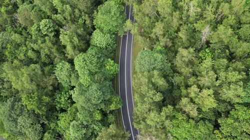 Overhead perspective of scenic asphalt road through dense forest