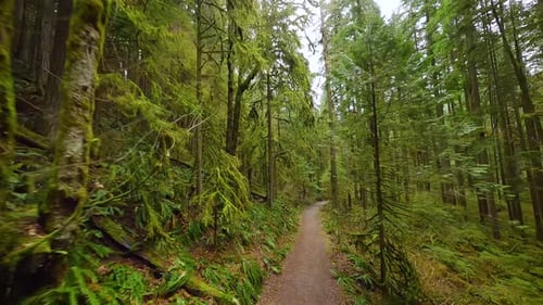 Smooth Flight Between the Trees Close to Branches in a Fabulous Spring Forest