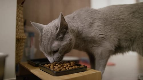 Gray Cat Eats Brown Pellets from Black Bowl