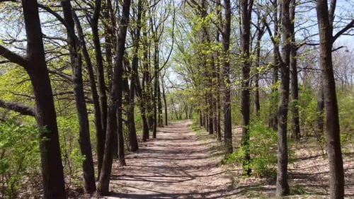 Green spring walking alley in sunny park with zoom