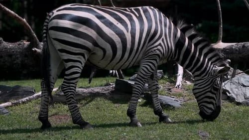 A Zebra Grazing On The Grass On A Sunny Day - full shot