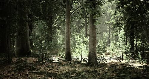 Sunlight Filters Through Trees in a Serene Forest Setting During Midday