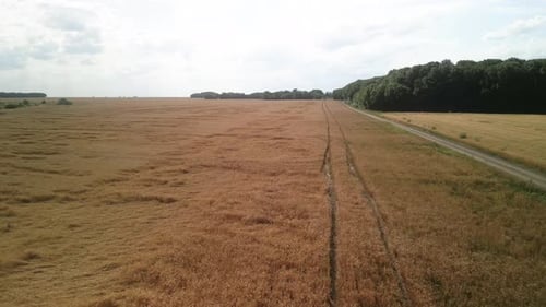 Wheat field aerial view in Ukraine
