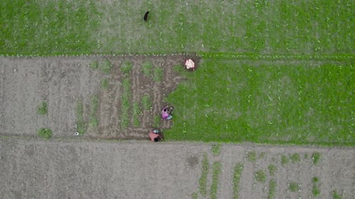 Farmers Men and Women Farmer Working in Rice Field