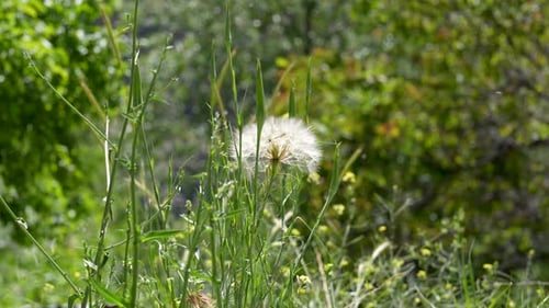 Allergens and Pollen