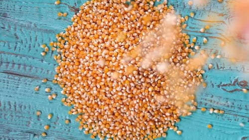 Corn Seeds Pile of Raw Corn Grains is Turning Closeup on Blue Rustic Wood Husbandry Yellow Maize Zea