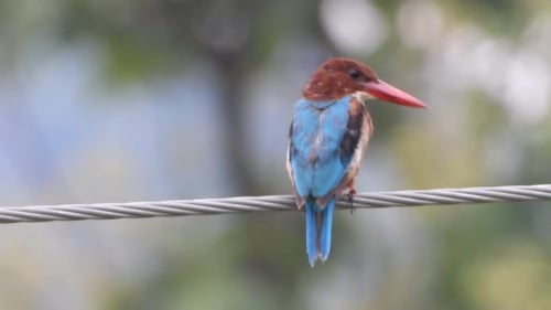 Vidéo Kingfisher MP4 UHD 4k...