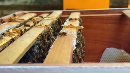 Honeybees on Wooden Structures in Honey Box