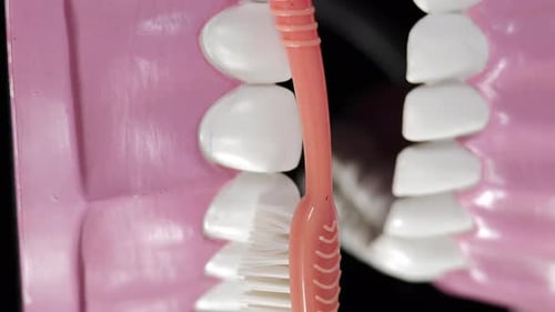 Toothbrush Brushing White Teeth in Model