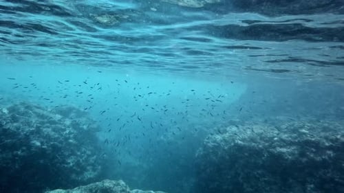 Ein großer Fischschwarm bewegt sich elegant durch den kristallklaren Ozean — Unterwasseraufnahme